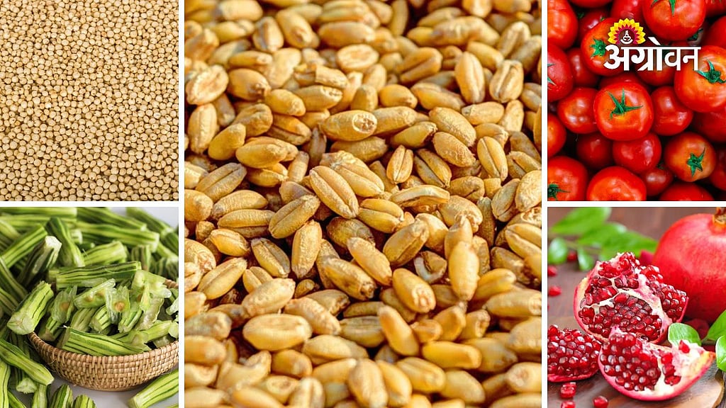 Agri Market Update | गव्हाच्या दरात चढ-उतार, ज्वारीच्या दरात वाढ ...