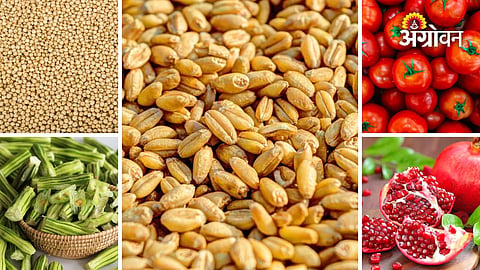 Agri Market Update | गव्हाच्या दरात चढ-उतार, ज्वारीच्या दरात वाढ ...