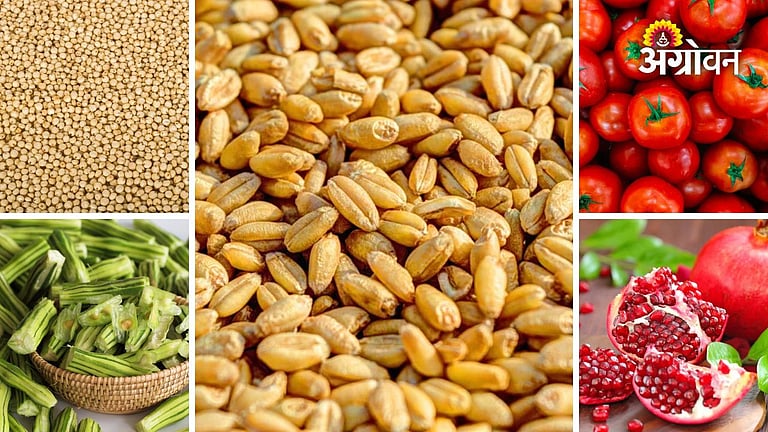 Agri Market Update | गव्हाच्या दरात चढ-उतार, ज्वारीच्या दरात वाढ ...