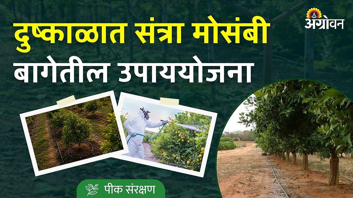 Citrus Trees|दुष्काळी परिस्थितीत लिंबूवर्गीय बागेतील उष्णतेचा ताण कसा ...