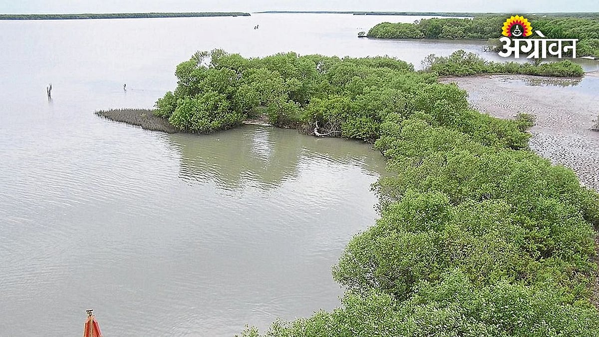 Environmental Protection | पाणथळ सृष्टी व्यवस्थेचे विश्व | The World of ...