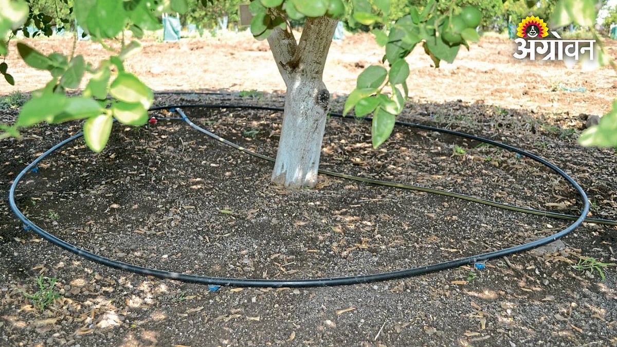 Orchard Irrigation Management | अवर्षणात लिंबूवर्गीय फळबागांचे ...