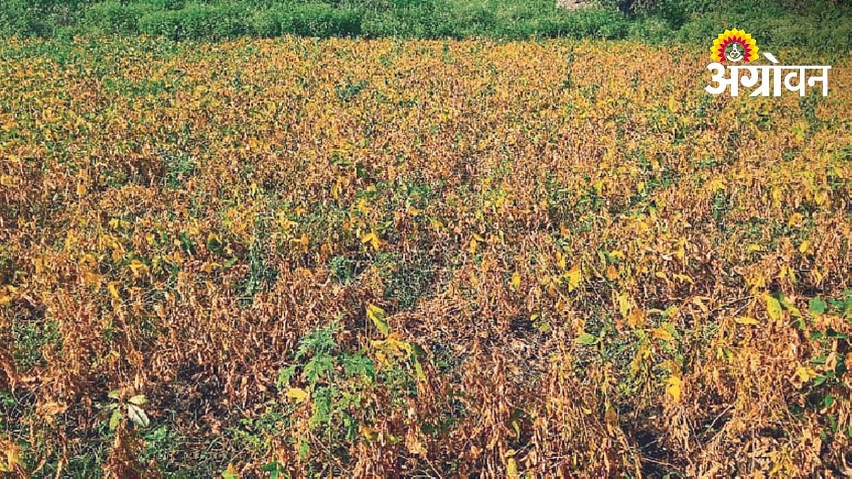 Agriculture Department | सांगली जिल्ह्यातील २.३६ लाख शेतकऱ्यांच्या ...