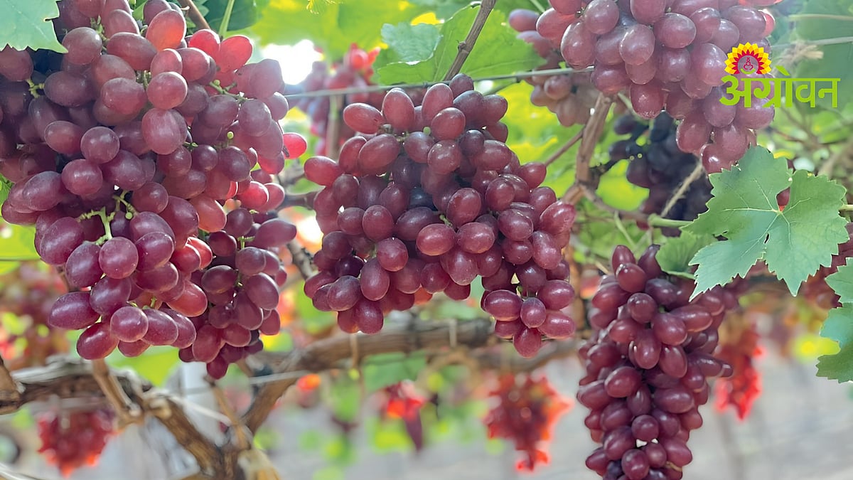Agriculture Tips| रंगीत द्राक्ष जातींसाठी संतुलित अन्नद्रव्ये ...