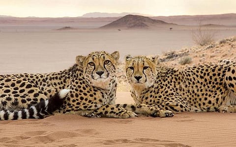 Supreme Court constitutes Expert Committee to examine viability of introducing African cheetahs in India [Read Order]