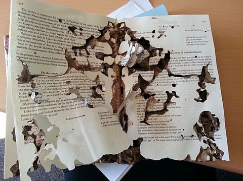 Termite infested document
