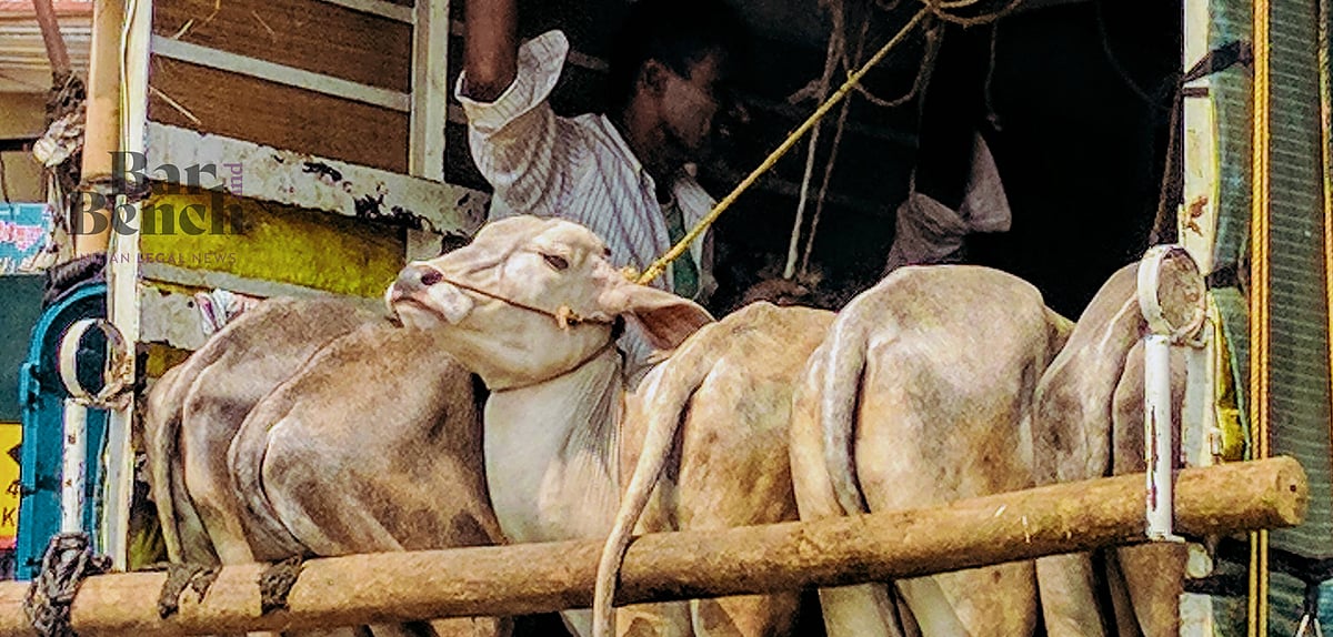 Supreme Court grants bail to Mohd Enamul Haque, prime accused in multi-crore cattle smuggling case