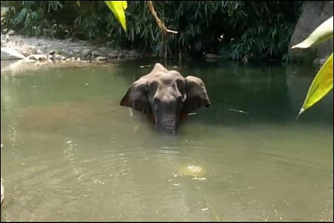 Plea to declare violent means to ward off wild animals as unconstitutional: Supreme Court issues notice