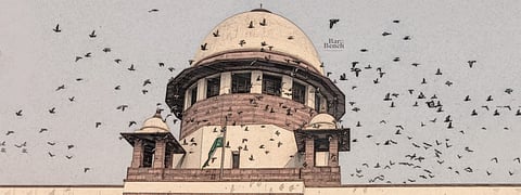 Supreme Court, BirdsSupreme Court, Birds