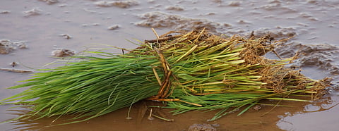 President signs the farm bill, Farmers Act comes into force [Download Legislations]