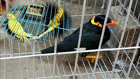 Captive hilly myna and parrot 