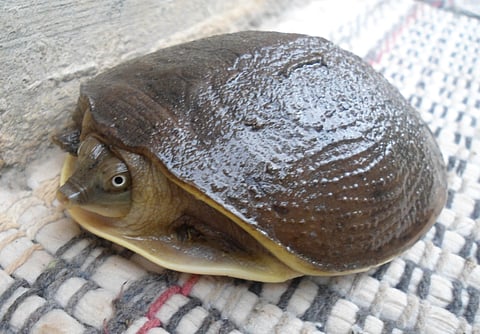 Indian Flap Shell Turtle, Supreme Court