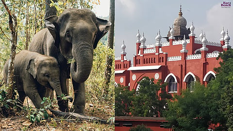 Elephants and Madras High Court