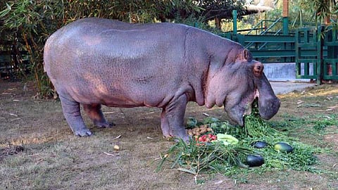 hippopotamus