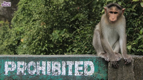 Monkey