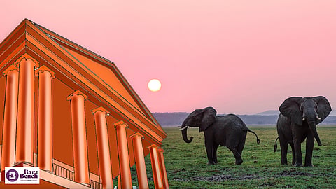 Elephants, Karnataka HC