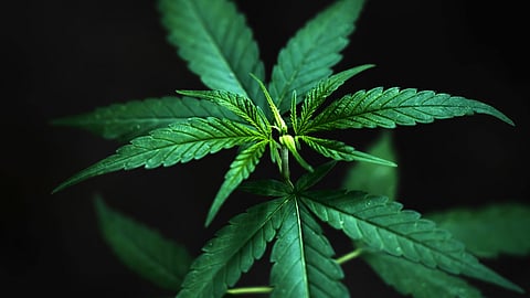 Marijuana leaves