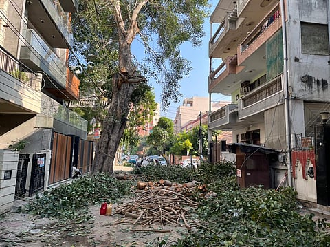 Illegal tree cutting