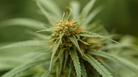 Cannabis