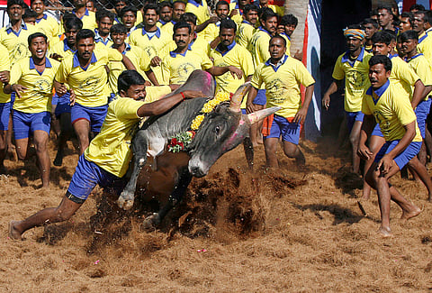  Jallikatu