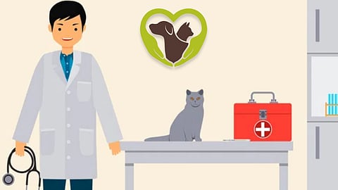  veterinarian