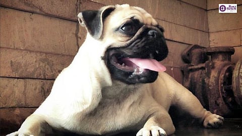 Pug