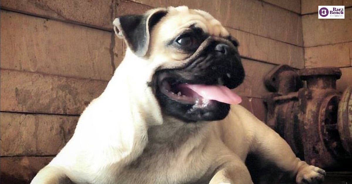 Wife cannot be expected to follow husband like pug in Vodafone ad: Madras High Court