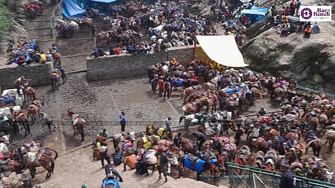 Mules during Kedarnath Yatra