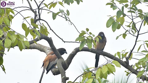 Birds
