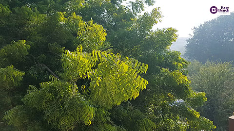 Trees