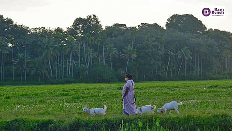 Pasture Lands