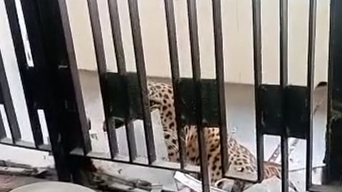 Leopard
