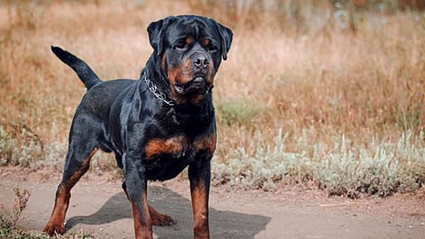 Rottweiler