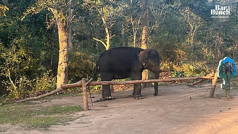 Elephant