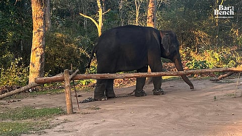 Elephant