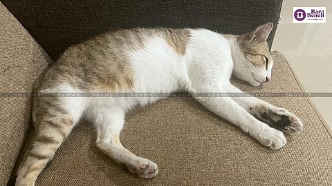 cat napping