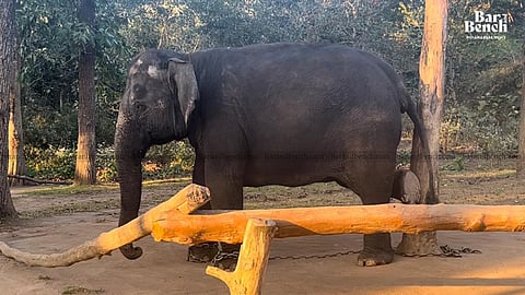 Elephant