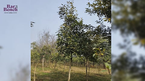 Trees