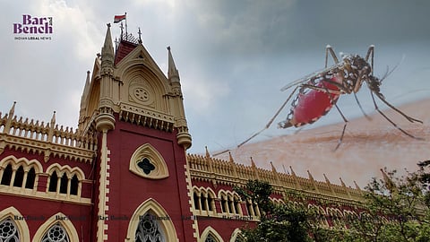 Mosquito and Calcutta High Court