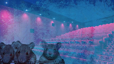 Rats and  Cinema Hall