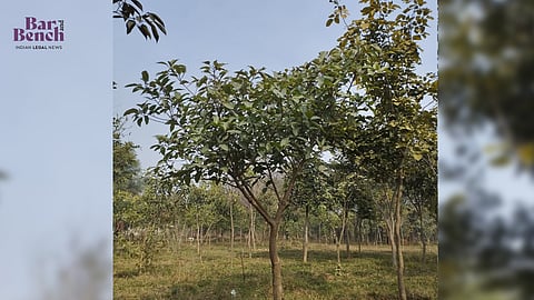 Trees, Southern Ridge