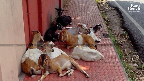 Goats
