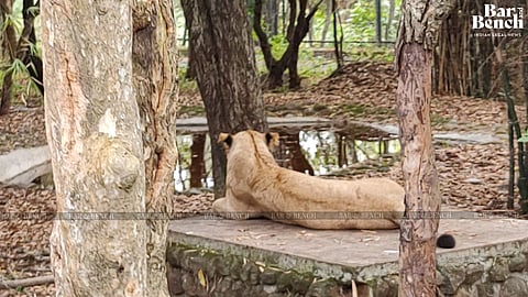 Lioness