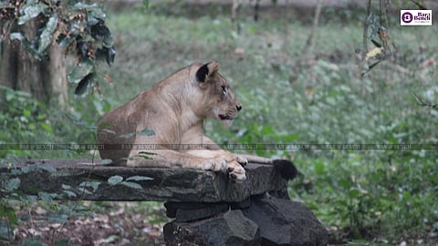 Lioness 