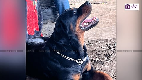 Rottweiler