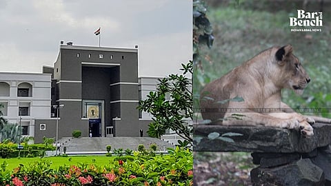 Lion, Gujarat High Court