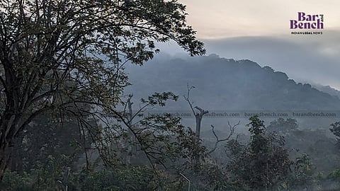  Forest 