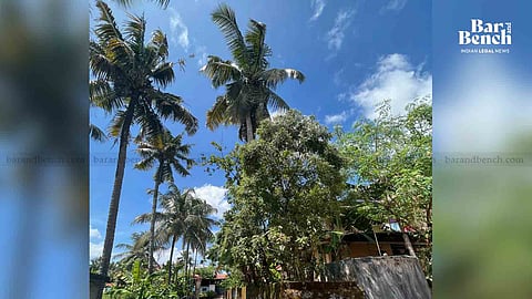 Coconut Tree