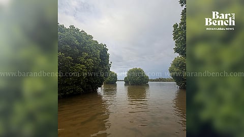 Mangrove Forest