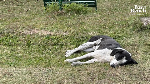 Stray dog